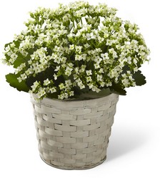 The FTD White Kalanchoe from Monrovia Floral in Monrovia, CA
